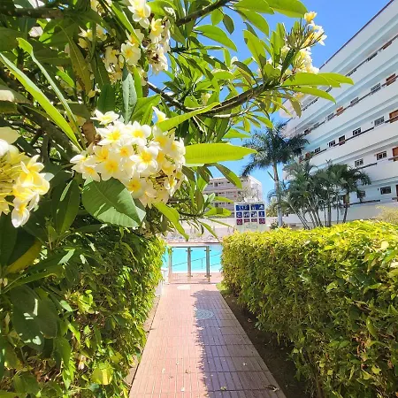 Camelias